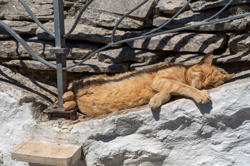 red cat spleeping © Fabrizio Fiorenzano