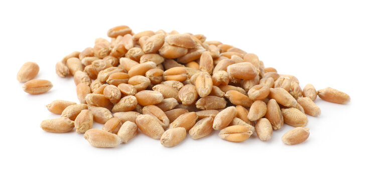 Heap of wheat grain isolated on white