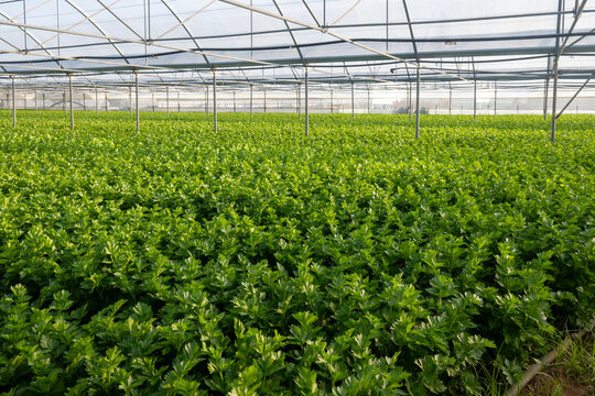 Greenhouses in the fertile valley around the city of Fondi in Italy, vegetable cultivation, celery plants