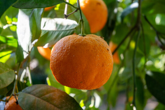 Yellow ripe oranges and mandarins in villa citrus tree orchard in Italy, ready to harvest