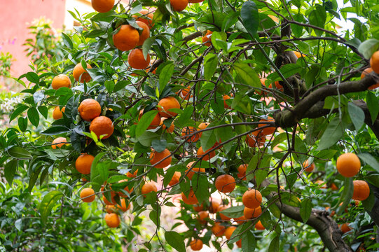 Yellow ripe oranges and mandarins in villa citrus tree orchard in Italy, ready to harvest