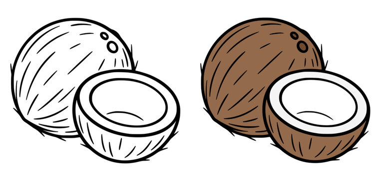 Coconut icon illustration, in line art and colored design, for coloring page
