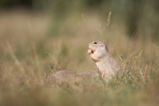 European ground squirrels