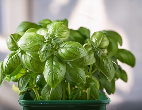 close up shot of lush green basil plant in a container
