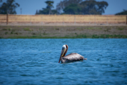 Brown Pelican floating along in the Elkhorn Slough, Moss Landing, California.  Brown Pelicans are noted for their spectacular head-first dives to trap unsuspecting fish in their expandable pouches.
