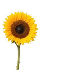 Obraz premium Single vibrant yellow sunflower isolated on transparent background