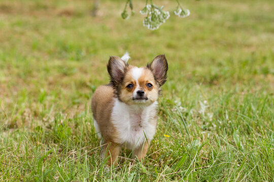 Long-haired Chihuahua puppy, Canis lupus familiaris, standing in green grass during daytime. Small tricolor dog with erect ears looking at camera in garden. Outdoor portrait of domestic canine.