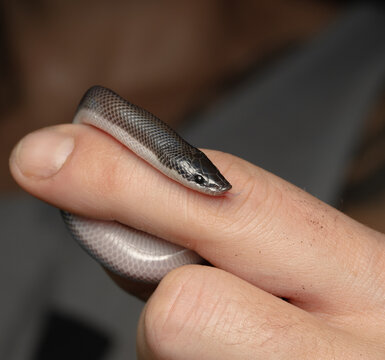 Bi color python in hand
