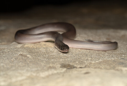 Bi color python