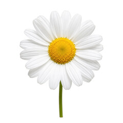 Fototapeta premium White daisy flower with yellow center isolated on transparent background