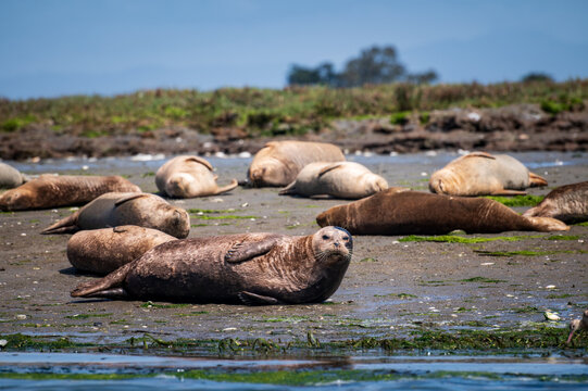 Pacific harbor seals hauling out on Elkhorn Slough. Harbor seals in the slough are crucial to the ecosystem and are often seen during popular kayaking tours.