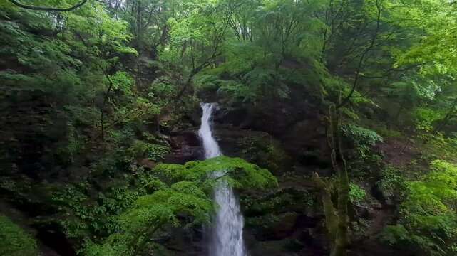 群馬県みどり市の柱戸川にある柱戸不動滝、初夏の森と苔むした岩に囲まれて清流が流れ落ちる渓谷風景