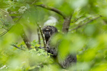 Fototapeta premium Female white-faced saki, golden-faced saki monkey on the tree