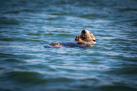 Elkhorn Slough is famous for hosting a large, thriving resident population of Southern sea otters. They are protected under the Endangered Species Act and the Marine Mammal Protection Act.