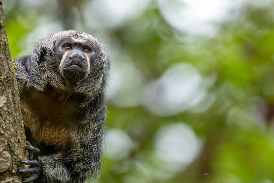 Female white-faced saki, golden-faced saki monkey on the tree