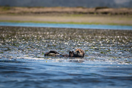 Elkhorn Slough is famous for hosting a large, thriving resident population of Southern sea otters. They are protected under the Endangered Species Act and the Marine Mammal Protection Act.