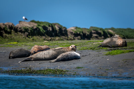 Pacific harbor seals hauling out on Elkhorn Slough. Harbor seals in the slough are crucial to the ecosystem and are often seen during popular kayaking tours.