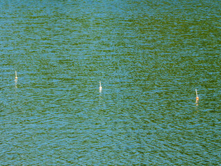Three Fishing Floats on Rippled Green-Blue Water Surface © Ion B