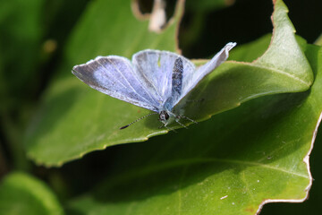 Holly Blue Butterfly On Leaf - 241E9234 © Hizglebe