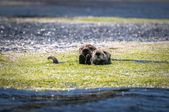 Elkhorn Slough is famous for hosting a large, thriving resident population of Southern sea otters. They are protected under the Endangered Species Act and the Marine Mammal Protection Act.