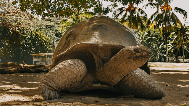 Seychelles giant tortoise on sandy ground at Curieuse Island tortoise sanctuary, Seychelles.