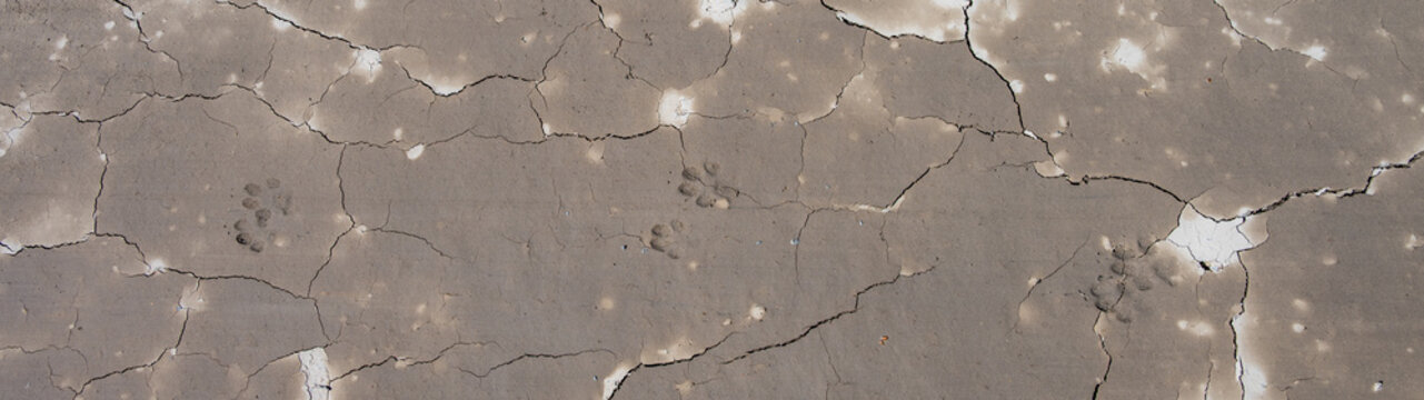 Paw print animal tracks in machine graded dirt on construction site, mix of wet and dry with cracks, pattern and textures soil natural background

