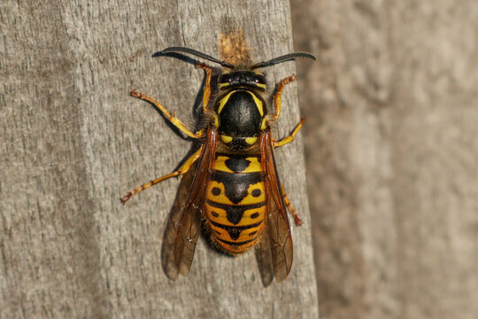 German Yellowjacket Wasp On Fence - 241E8272