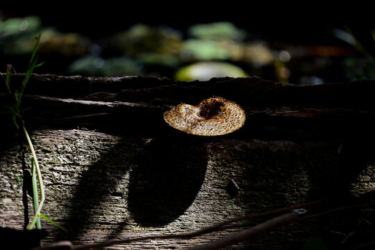 Lentinus crinitus, wild mushroom growing on a log with dramatic sunlight, close-up of a brown textured fungus on decaying wood in the forest, macro shot of a forest mushroom highlighted by a beam 