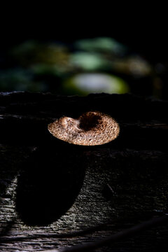 Lentinus crinitus, wild mushroom growing on a log with dramatic sunlight, close-up of a brown textured fungus on decaying wood in the forest, macro shot of a forest mushroom highlighted by a beam 