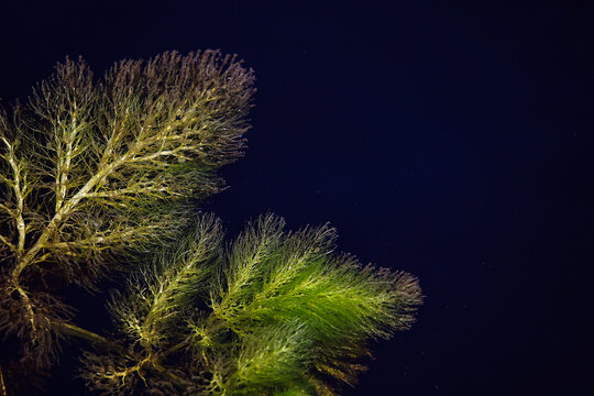 green aquatic plant leaves on dark water, finely branched submerged foliage of coontail plant, close up of floating aquatic weed ceratophyllum demersum, aquatic vegetation with dramatic backlighting 
