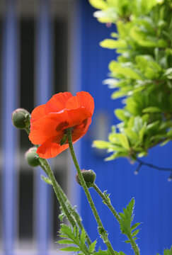 Roter Mohn im Fr&uuml;hling am Ufer Erft in Neuss, Deutschland