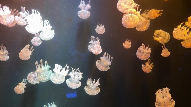 Group of spotted jellyfish floating in dark aquarium water, exotic orange white sea creatures swimming underwater, beautiful marine life background, tropical medusa with tentacles, close up shot.