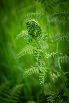 Bracken fern branch unrolling in the spring. Bracken Fern is one of the most common and widespread ferns in the Pacific Northwest. Fern spores can be carried long distances by wind or water.