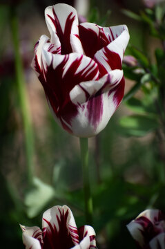 Colorful Springtime Triumph Tulip flowers. Popular, mid-spring blooming hybrids known for their large, classic cup-shaped flowers and sturdy stems that withstand wind and rain.