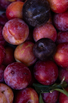 overhead shot of a mix of red and purple plums