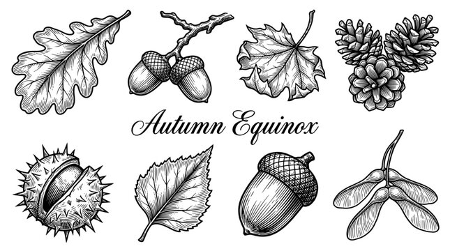 Vintage Autumn Equinox Botanical Illustration Set with Leaves, Acorns, Pine Cones, and Chestnut in Engraved Style