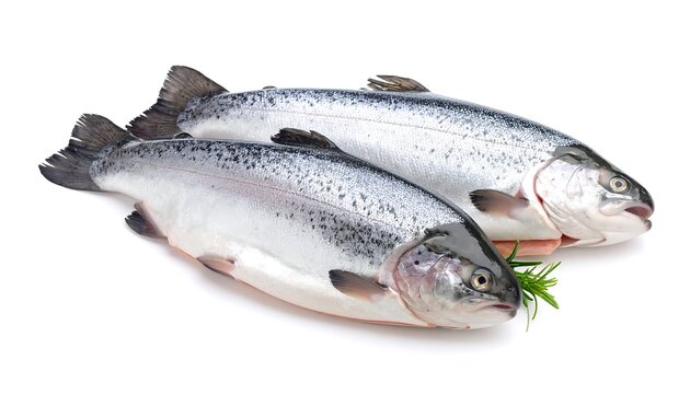 Two whole fish, silver-scaled with dark fins, lie on a white surface, next to some fresh greenery. Detailed and appetizing