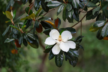 A single blossom of a southern magnolia © Linda