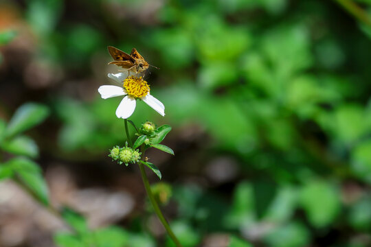 A fiery skipper butterfly on a white beggartick flower