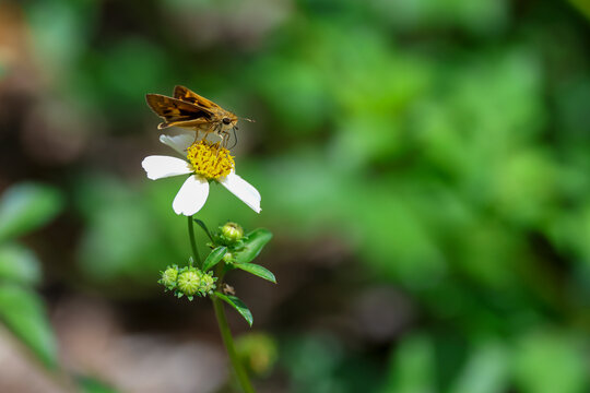A fiery skipper butterfly perched on a white beggartick flower