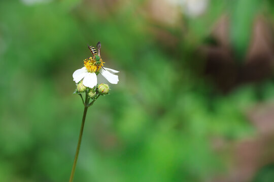 A brown-winged striped sweat bee perched on a white beggartick flower
