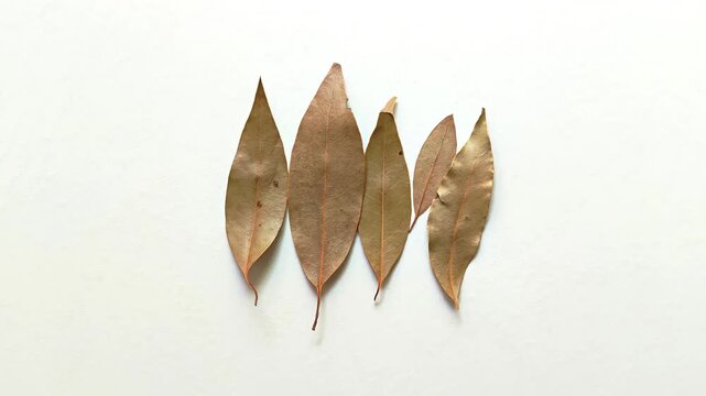 Five dried bay leaves laurus nobilis aromatic culinary herb isolated on white background