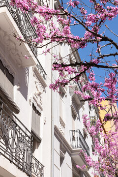 traditional white buildings in Valencia, Spain with pink blossoms in the foreground