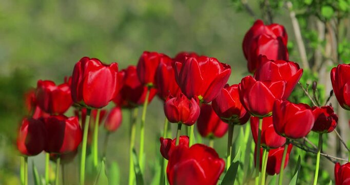 Red tulips field. Panorama of colorful tulips in Holland, Amsterdam, Netherlands. Traditional tulip growing in the Netherlands