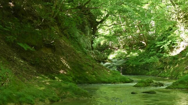 福島県南会津町の渓流、初夏の緑に包まれた森の中を澄んだ水が穏やかに流れる清流風景