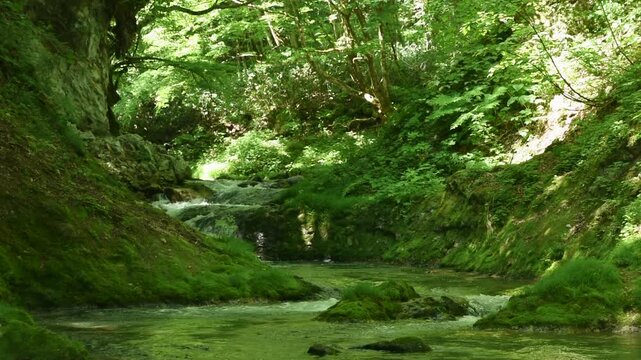 福島県南会津町の渓流、初夏の緑に包まれた森の中を澄んだ水が穏やかに流れる清流風景