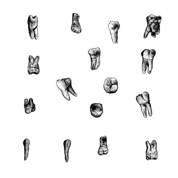 A unique, detailed vector illustration collection of 15 individual human teeth, including molars and premolars with roots, rendered in a classic, textured stipple (dotwork) and engraving style.