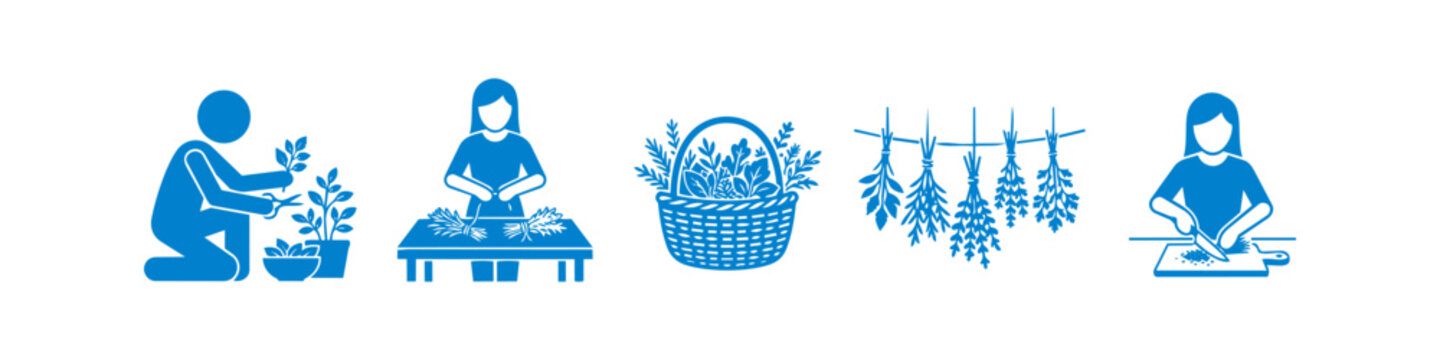 Blue vector icon set illustrating the stages of herb processing: harvesting from pots, bundling, a basket full of greenery, hanging bundles to dry, and chopping fresh herbs on a board.