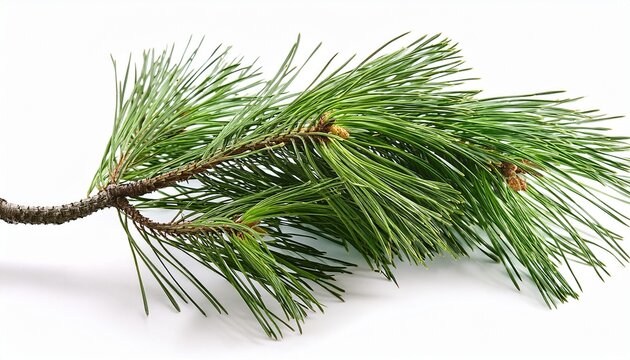 isolated swiss stone pine branch on a white background