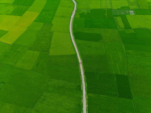 Aerial view of vibrant green rice fields and agricultural land with a narrow winding road cutting through the landscape Joypurhat, Rajshahi Division, Bangladesh.